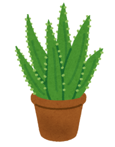 plant_aloe